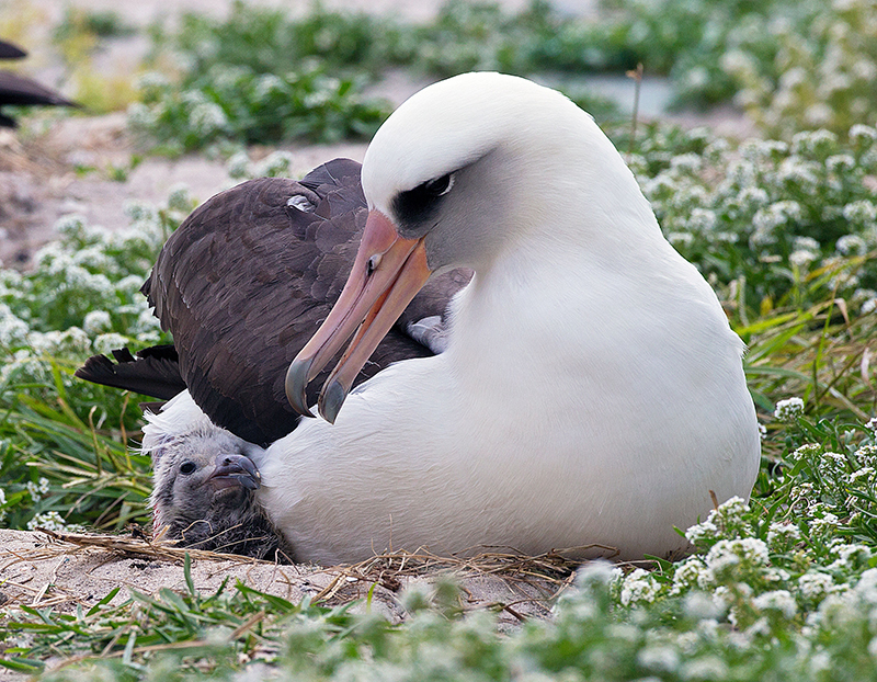 albatros