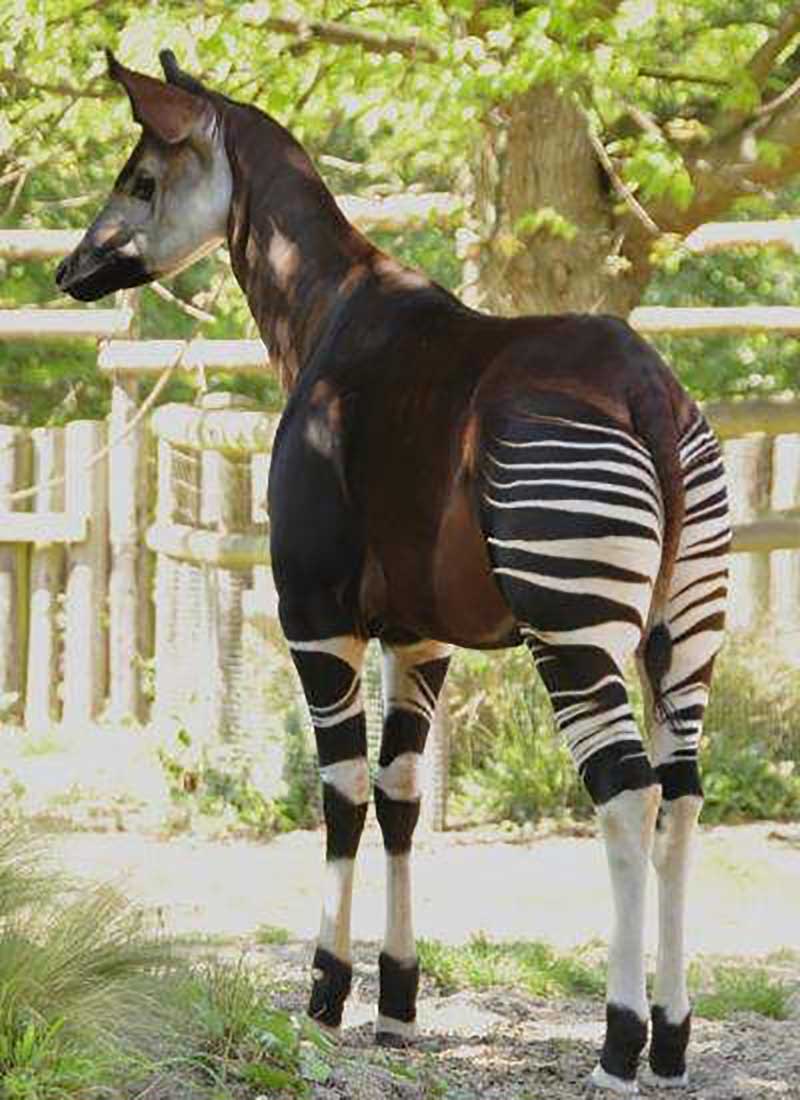 OKAPI