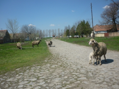 ODRŽAN „OVČARSKI DAN“ U BELOM BLATU