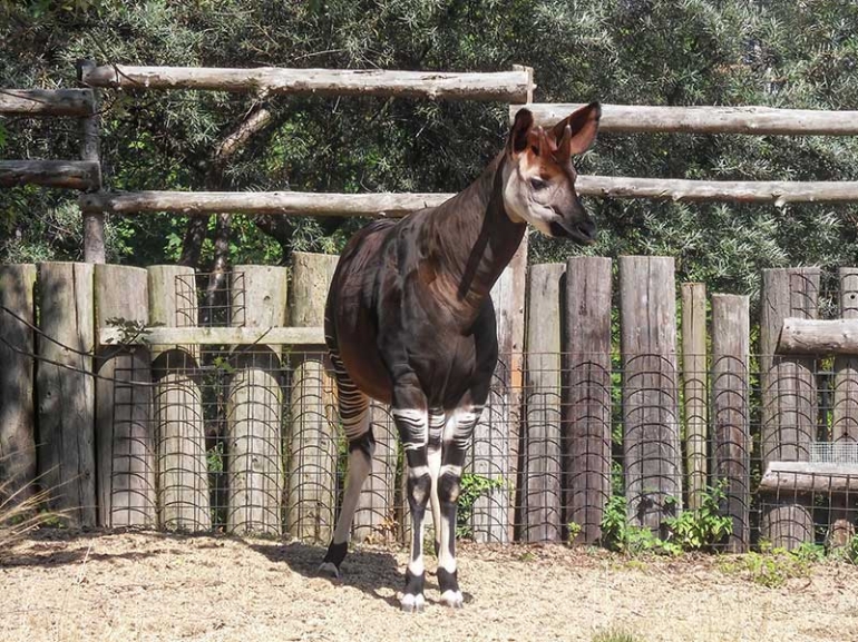 ŠTA IMA GLAVU KAO ŽIRAFA, TELO KAO KONJ, PRUGE KAO ZEBRA I PLAV JEZIK DOVOLJNO DUG DA SEBI OČISTI UŠI?