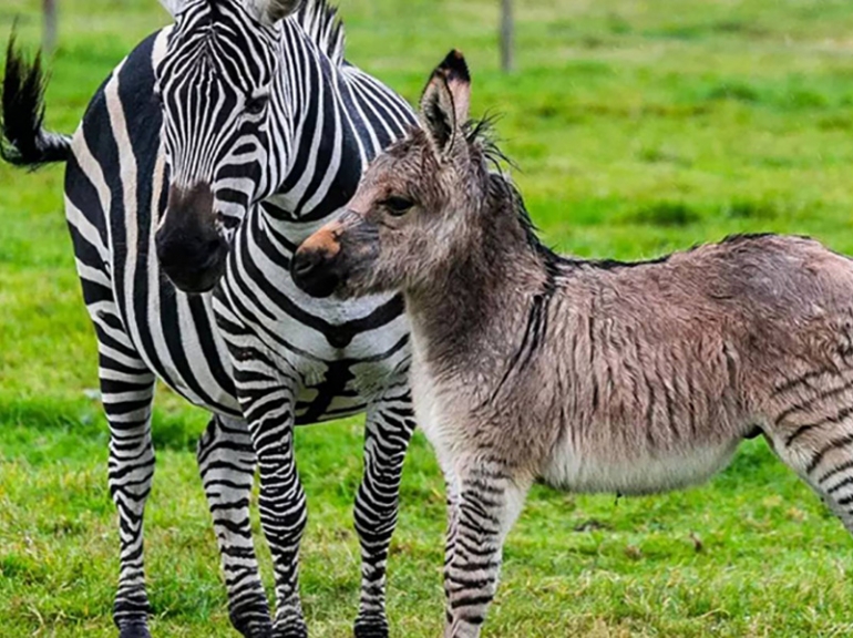 ZONKI (zebra + donkey), RETKO UKRŠTANJE IZMEĐU MAGARCA I ZEBRE, JE ROĐEN U ENGLESKOJ