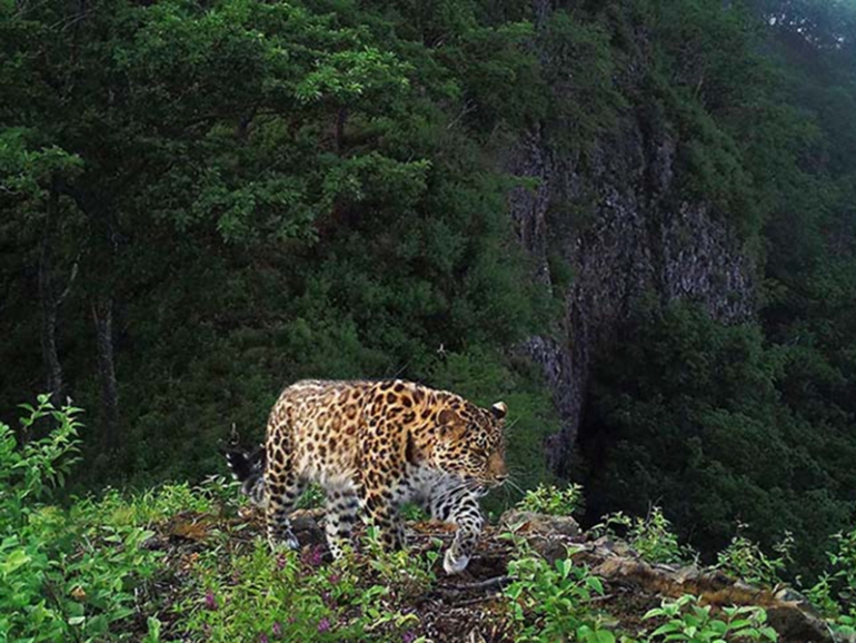 AMUR LEOPARDI – DA LI NAJUGROŽENIJE „VELIKE“ MAČKE IMAJU ŠANSU DA PREŽIVE?